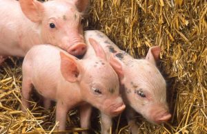 Bệnh Giả Dại ở Lợn (aujeszky’s, Pseudorabies-pr)_công Ty Á Châu_0972502979