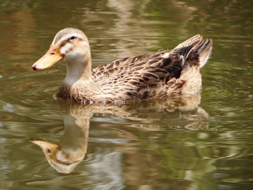 Bệnh Giun Chỉ ở Vịt_công Ty Á Châu_0972502979