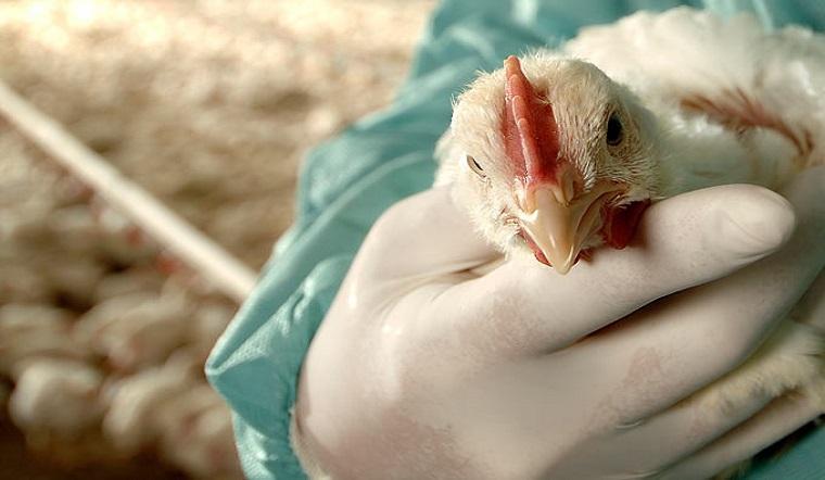 Chủ động Ngăn Chặn Cúm Gia Cầm Lây Nhiễm Sang Người_công Ty Á Châu_0972502979