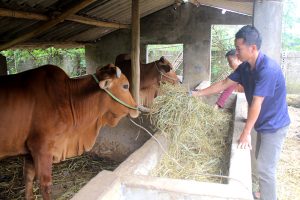 Chủ động Phòng, Chống đói, Rét, Dịch Bệnh Trên Cây Trồng, Vật Nuôi_công Ty Á Châu_0972502979