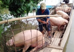 GiÁ Heo HƠi NgÀy 06-12, Xu HƯỚng Đi Ngang_công Ty Á Châu_ 0972502979