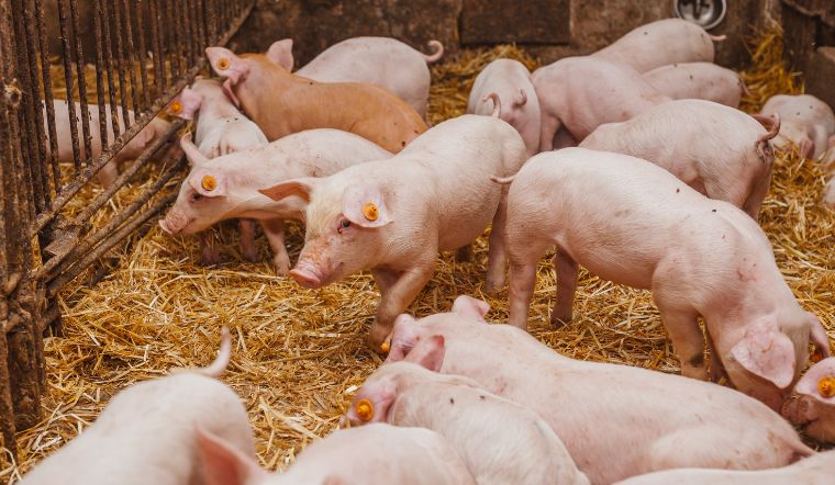 GiÁ Heo HƠi NgÀy 1912, ChỜ ĐÀ TĂng MỚi_công Ty Á Châu_0972502979