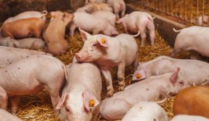 GiÁ Heo HƠi NgÀy 20-12, ThỊ TrƯỜng BẬt TĂng_công Ty Á Châu_0972502979