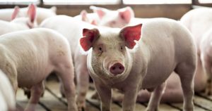 GiÁ Heo HƠi NgÀy 27-12, MiỀn BẮc BẤt NgỜ ĐẢo ChiỀu_công Ty Á Châu_0972502979