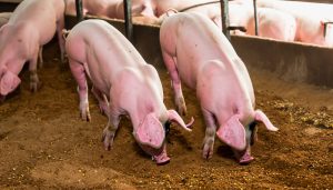 GiÁ Heo HƠi NgÀy 28-12, ToÀn QuỐc Đi Ngang_công Ty Á Châu_0972502979