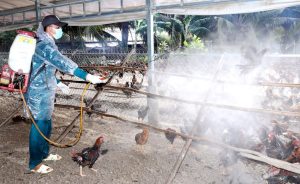 Phòng, Chống Hiệu Quả Dịch Bệnh Gia Súc, Gia Cầm Các Tháng Cuối Năm_công Ty Á Châu_0972502979 (2)