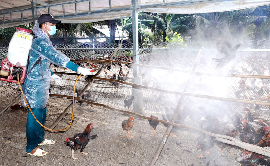 Phòng, Chống Hiệu Quả Dịch Bệnh Gia Súc, Gia Cầm Các Tháng Cuối Năm_công Ty Á Châu_0972502979 (2)