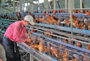 3 “trụ Cột” Tối ưu Hóa Chăn Nuôi Heo, Gia Cầm_công Ty Á Châu_0972502979