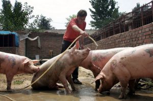 GiÁ Heo HƠi NgÀy 04-01, MiỀn Nam Theo ĐÀ GiẢm NhẸ_công Ty Á Châu_0972502979