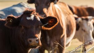 Phòng Trị Bệnh Lê Dạng Trùng ở Trâu Bò_công Ty Á Châu_ 0972502979