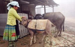 Tăng Cường Phòng, Chống Rét đậm, Rét Hại Cho Vật Nuôi_công Ty Á Châu_0972502979