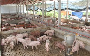 Vì Sao Giá Heo Hơi Vẫn ở Mức Thấp_công Ty Á Châu_0972502979