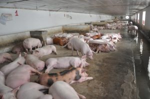 GiÁ Heo HƠi NgÀy 20-02, MiỀn Nam TĂng MẠnh_công Ty Á Châu_0972502979