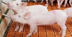 GiÁ Heo HƠi NgÀy 12-03, ĐỒng LoẠt TĂng_công Ty Á Châu_0972502979