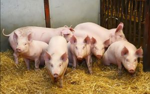 GiÁ Heo HƠi NgÀy 18-03, GiỮ Ổn ĐỊnh_công Ty Á Châu_0972502979