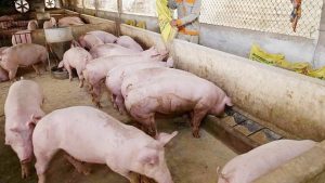 GiÁ Heo HƠi NgÀy 21-03, Xu HƯỚng LÊn Cao_công Ty Á Châu_0972502979