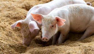 GiÁ Heo HƠi NgÀy 22-03, TĂng TrÊn DiỆn RỘng_công Ty Á Châu_0972502979