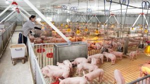 GiÁ Heo HƠi NgÀy 26-03, MiỀn BẮc ĐẢo ChiỀu_công Ty Á Châu_0972502979