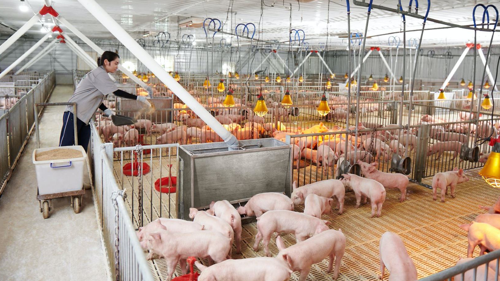 GiÁ Heo HƠi NgÀy 26-03, MiỀn BẮc ĐẢo ChiỀu_công Ty Á Châu_0972502979