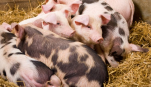 GiÁ Heo HƠi NgÀy 27-03, MiỀn BẮc HẠ NhiỆt_công Ty Á Châu_0972502979