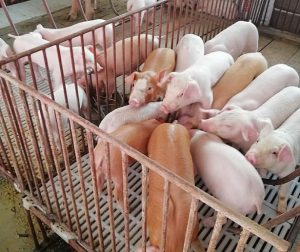 GiÁ Heo HƠi NgÀy 28-03, ThỊ TrƯỜng BiẾn ĐỘng_công Ty Á Châu_0972502979