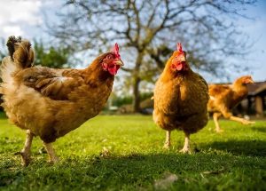 Kinh Nghiệm điều Trị Bệnh đậu Gà_công Ty Á Châu_0972502979