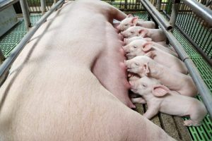 Newborn Piglets Suckling.