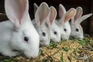 Kỹ Thuật Nuôi Thỏ Con_công Ty Á Châu_0972502979