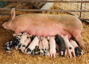 10 Bước Quản Lý Nái đẻ Thành Công_công Ty Á Châu_0972502979