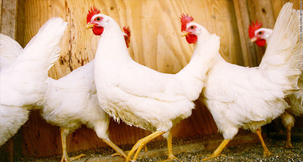 Các Vấn đề Về Sức Khỏe đường Ruột ở Gà Thịt_công Ty Á Châu_0972502979