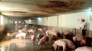 Chủ động Bảo Vệ đàn Vật Nuôi Trong Thời điểm Nắng Nóng_công Ty Á Châu_0972502979