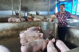 GiÁ Heo HƠi NgÀy 09-04, ThỊ TrƯỜng ChỮng GiÁ_công Ty Á Châu_0972502979