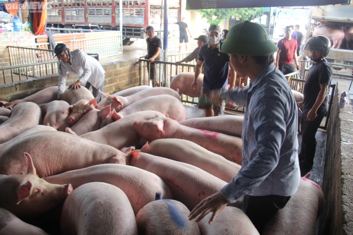 GiÁ Heo HƠi NgÀy 24-04, ThỊ TrƯỜng TĂng LiÊn TiẾp_công Ty Á Châu_0972502979