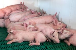 Nguồn Protein Cho Sự Tăng Trưởng Và Phát Triển Tối ưu Của Heo_công Ty Á Châu_0972502979