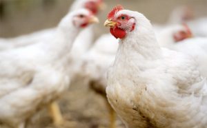 5 “lực đẩy” Ngành Thức ăn Chăn Nuôi Bền Vững_công Ty Á Châu_0972502979