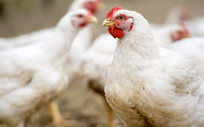 5 “lực đẩy” Ngành Thức ăn Chăn Nuôi Bền Vững_công Ty Á Châu_0972502979