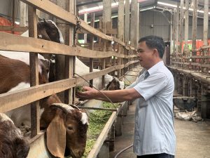 Bổ Sung Khoáng Chất Cho Dê Nuôi_công Ty Á Châu_0972502979