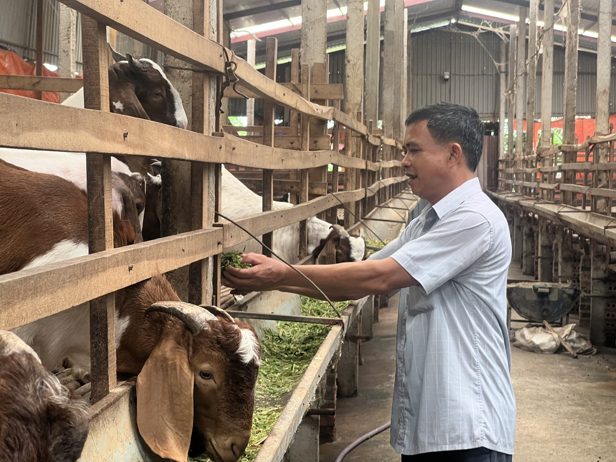 Bổ Sung Khoáng Chất Cho Dê Nuôi_công Ty Á Châu_0972502979