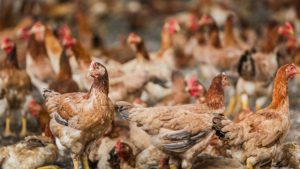 Chăm Sóc Vật Nuôi Thời điểm Giao Mùa_công Ty Á Châu_0972502979