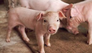 GiÁ Heo HƠi NgÀy 03-05, MiỀn BẮc TĂng TrỞ LẠi_công Ty Á Châu_0972502979