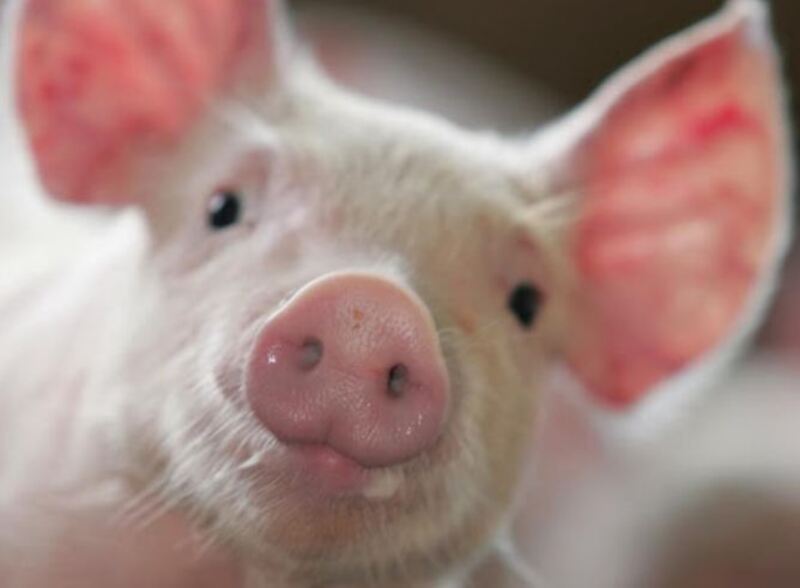 GiÁ Heo HƠi NgÀy 10-05, ToÀn QuỐc TĂng NhẸ_công Ty Á Châu_0972502979