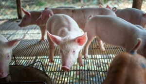 GiÁ Heo HƠi NgÀy 23-05, TĂng TrÊn DiỆn RỘng_công Ty Á Châu_0972502979