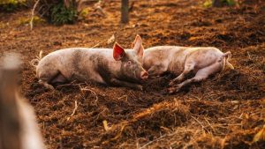 GiÁ Heo HƠi NgÀy 27-05, TĂng GiẢm TrÁi ChiỀu_công Ty Á Châu_0972502979