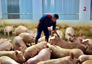 GiÁ Heo HƠi NgÀy 31-05, CuỐi ThÁng GiẢm NhẸ_công Ty Á Châu_0972502979