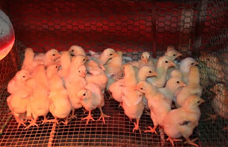 Kỹ Thuật úm Gà Con_công Ty Á Châu_0972502979