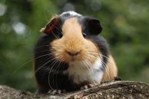 Chuot-lang-guinea-pig-920960