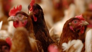 Các Biện Pháp Thực Hành An Toàn Sinh Học Trong Chăn Nuôi Gia Cầm_công Ty Á Châu_0972502979