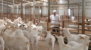 Chăn Nuôi Thay đổi để Tồn Tại [bài 1] Chăn Nuôi Tập Trung đã Lỗi Thời_công Ty Á Châu_0972502979