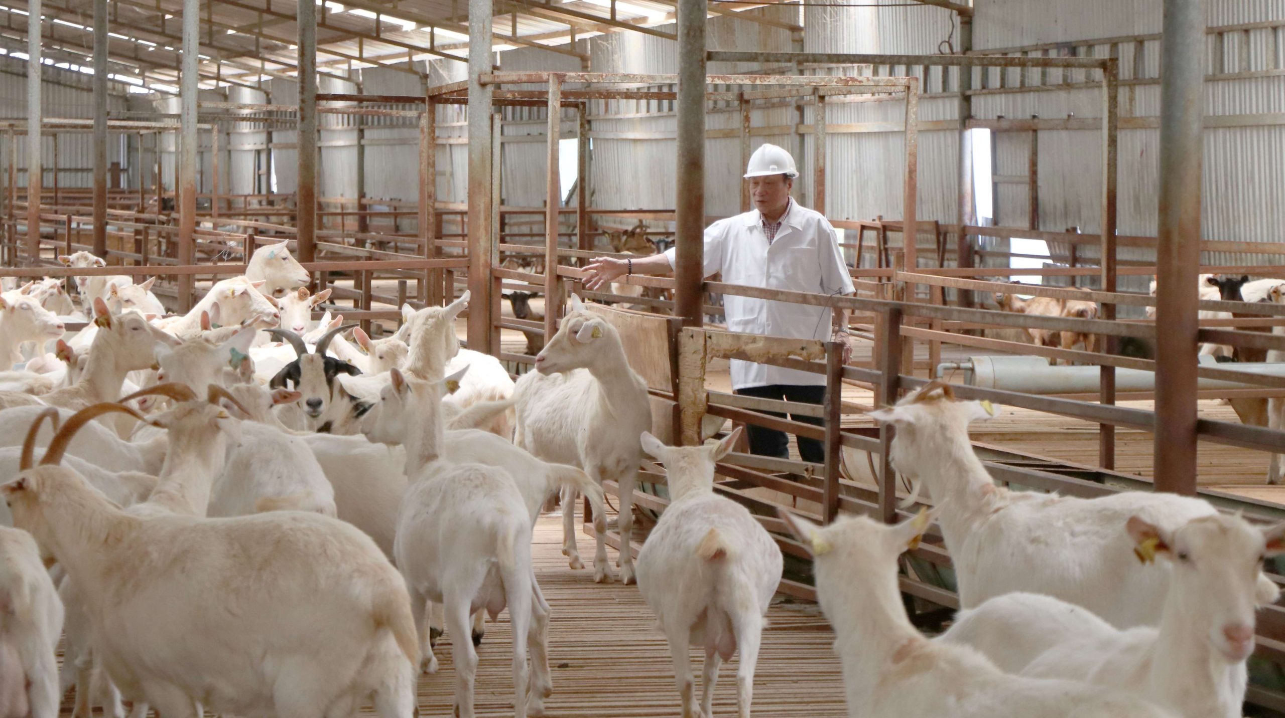 Chăn Nuôi Thay đổi để Tồn Tại [bài 1] Chăn Nuôi Tập Trung đã Lỗi Thời_công Ty Á Châu_0972502979