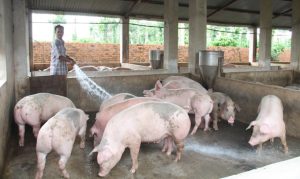 GiÁ Heo HƠi NgÀy 06-06, MiỀn BẮc TĂng TrỞ LẠi_công Ty Á Châu_0972502979